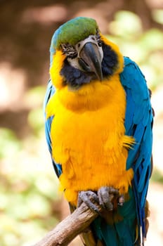 Blue-and-yellow Macaw Parrot Sitting on Branch