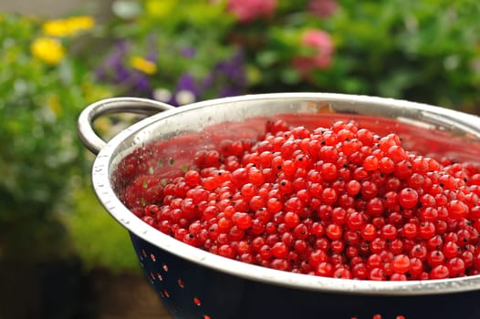 Fresh red currant berries with water drops in colander