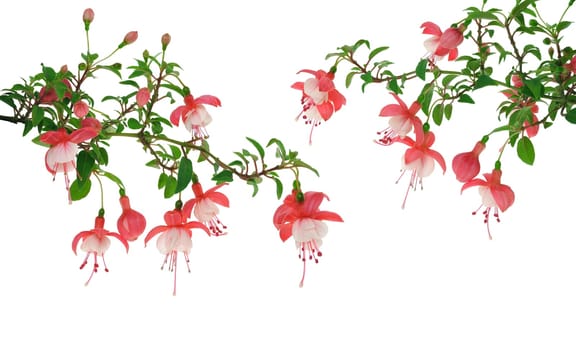 Fuchsia flowers over white background