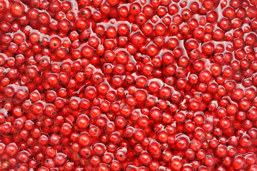 Fresh red currant berries in water - background