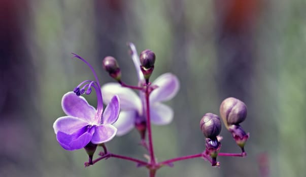 ... an African verbena plant