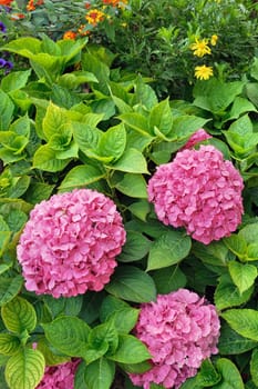 Flowering Hydrangea macrophylla shrubs in garden