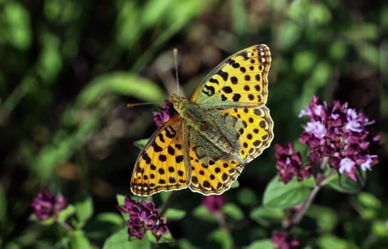 Lesser mother-of-pearl butterfly