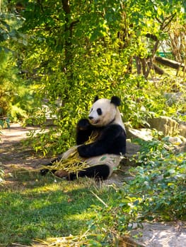 Panda,cuddly animal eating bamboo outdoors