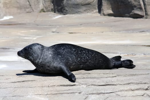 A portrait of a Common Seal (Phoca Vitulina)