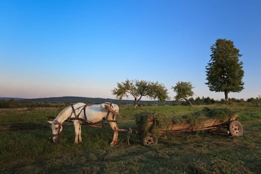 a rustic landscape with a cart horse