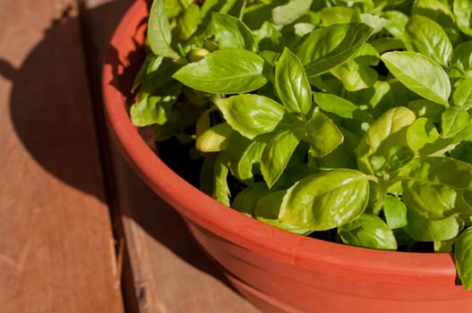 Fresh Basil in Pot on Wooden Table in the Sunlight