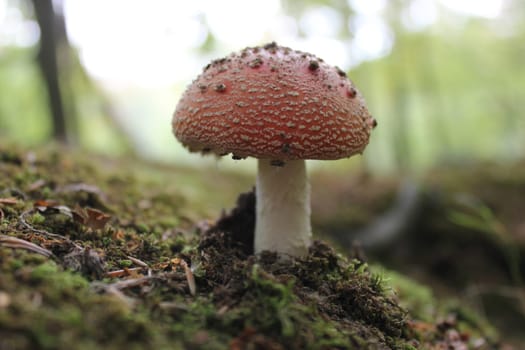 Toadstool in the Habichtswald