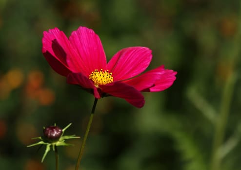 Meadow blossom