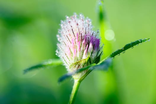 Clover - Trifolium - Clover Flower with Dewdrops