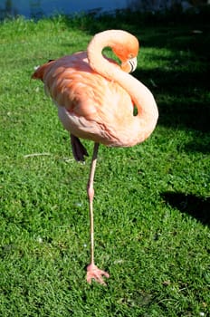 Flamingo - Phoenicopteriformes - Phoenicopteridae - standing on one leg