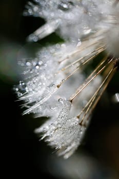 Dandelion - Dandelion with Dewdrops - Macro Shot