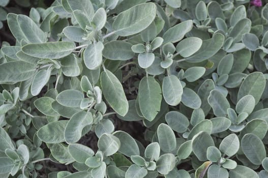 Sage plant useful as a food spice