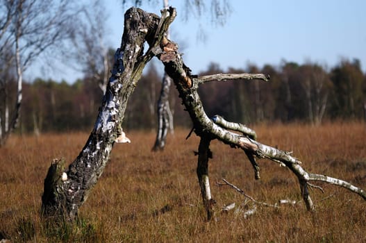 Dead birch tree in the background the moor