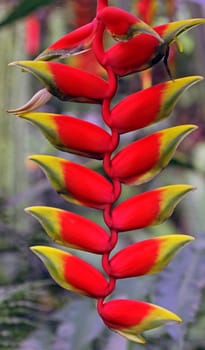 Heliconia velutina