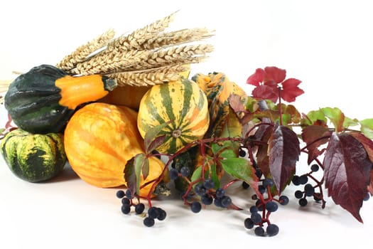 Various ornamental pumpkins,wild wine and ears of wheat against white background