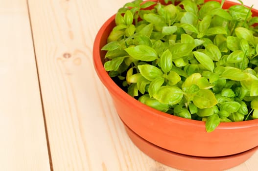 Fresh Basil in Pot on Wooden Table