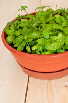 Fresh Basil in Pot on Wooden Table