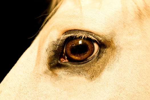 Horse's Eye