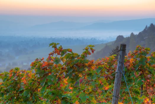 Vine leaves in autumn over a misty landscape
