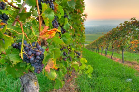 Ripe grapes for red wine in a vineyard