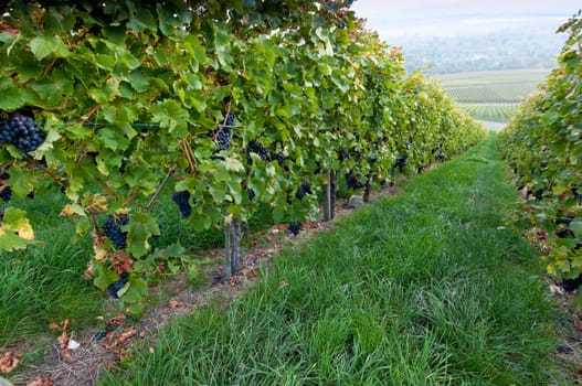 Red grapes in the autumn vineyard