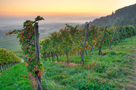 Morning light in a vineyard in Germany