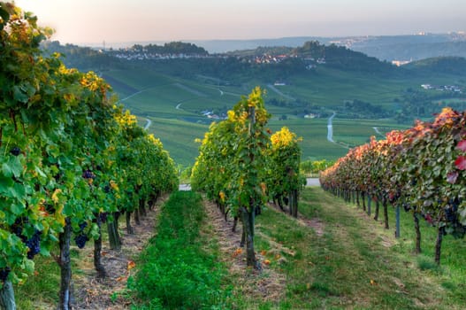 Vines and vineyard in the wine village of Uhlbach near Stuttgart