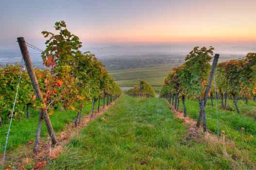 Farming in the vineyard on an early morning