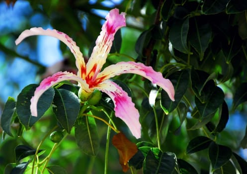 Ceiba Speciosa Silk Floss Tree