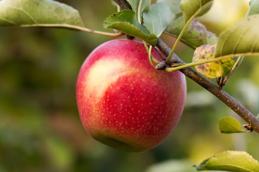 Apple on a branch