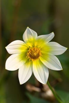 chrysanthemum