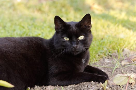 Black cat