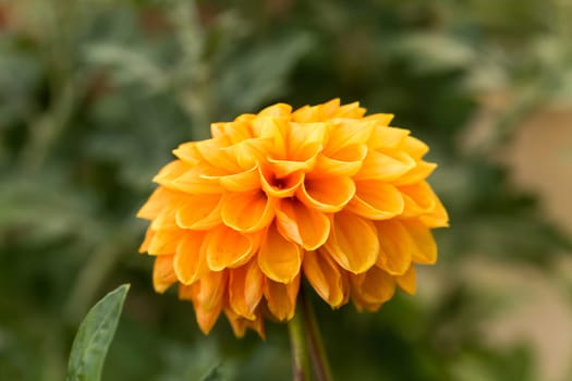Orange Dahlia
