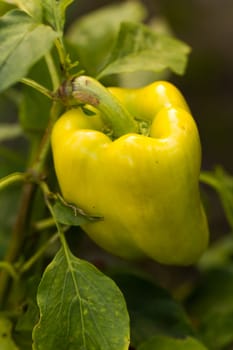 Yellow peppers
