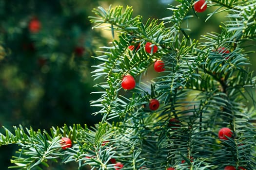 Yew with berries