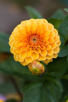 Orange Dahlia
