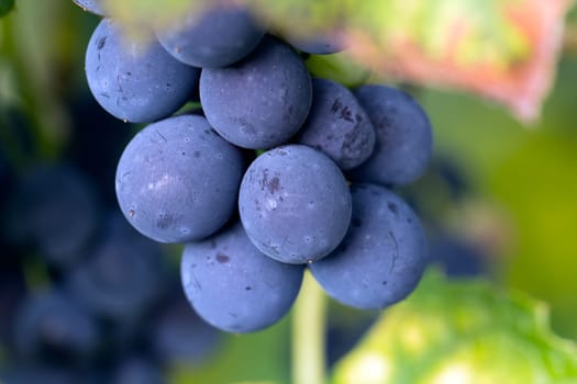 Blue Grapes