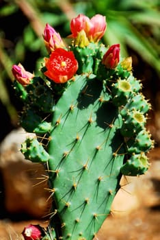 cacti