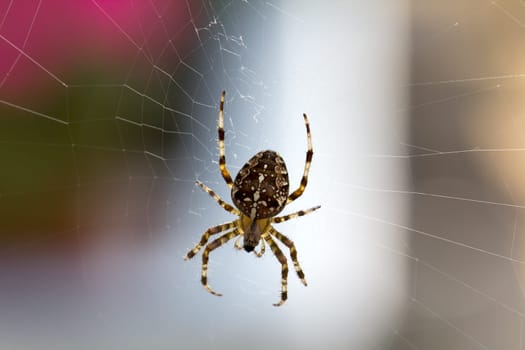 Cross Spider,Macro
