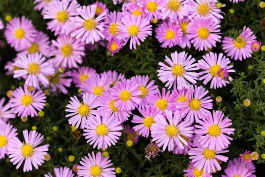 Floral carpet