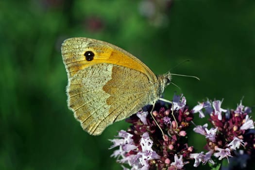 Great bulleye on wild marjoram