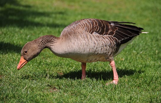 Greylag goose