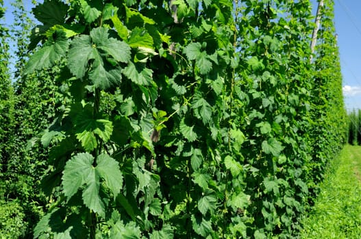 detail of hops plantation in hilly baden countryside, shot in bright summer light