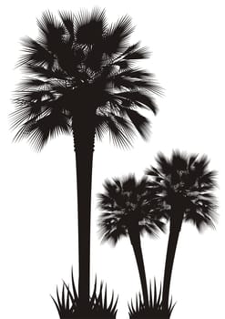 Silhouettes of palm trees