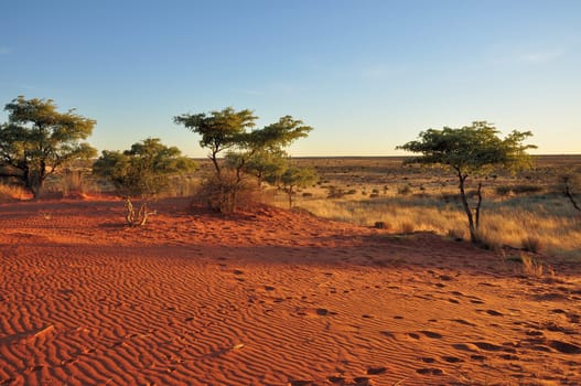 bush, yellow grass and red sand on dunes in namibian desert, at sunset