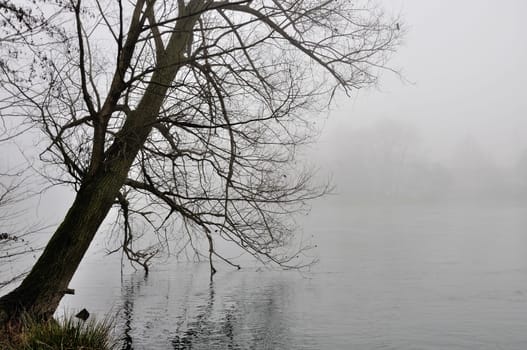 foreshortening of  bare branches  reflecting on calm flow of important river, shot in foggy winter light