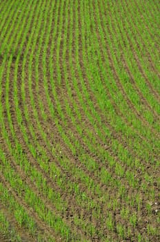 detail of new born rice plants in fields flooded with water, shot in bright spring day with reflections of sky