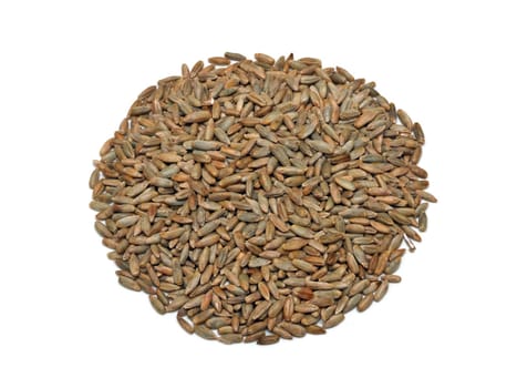 Rye (Secale cereale)