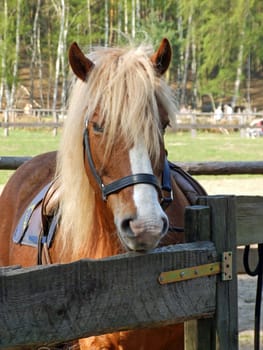Black Forest Horse